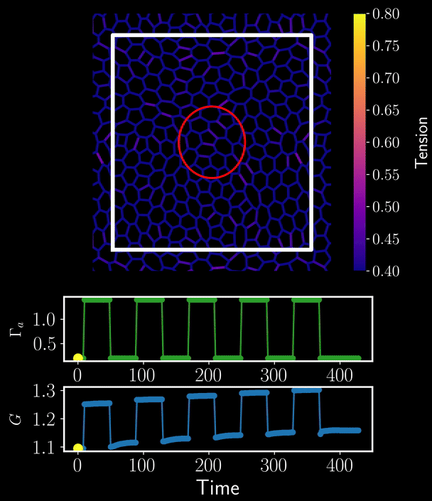 Local contractile pulses reprogramming tissue rheology
